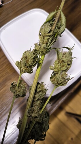 Growreport Bild 1