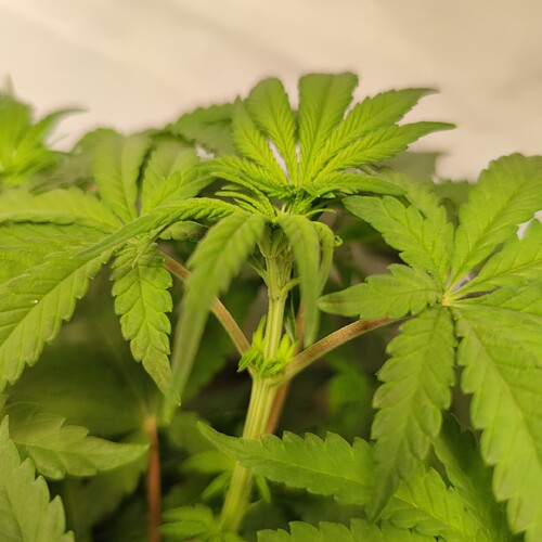 Growreport Bild 16