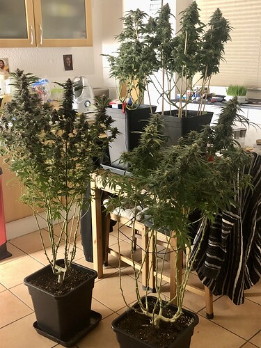 Growreport Bild 2
