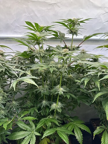 Growreport Bild 8