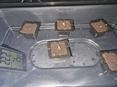 Erster Grow 5 x Super Skunk 300W LED und Autopot mit Biotabs