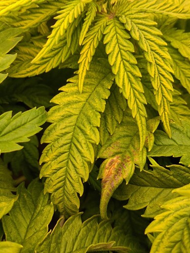 ResizedImage_2025-01-21_16-12-27_1