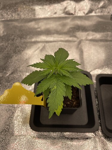 Growreport Bild 40