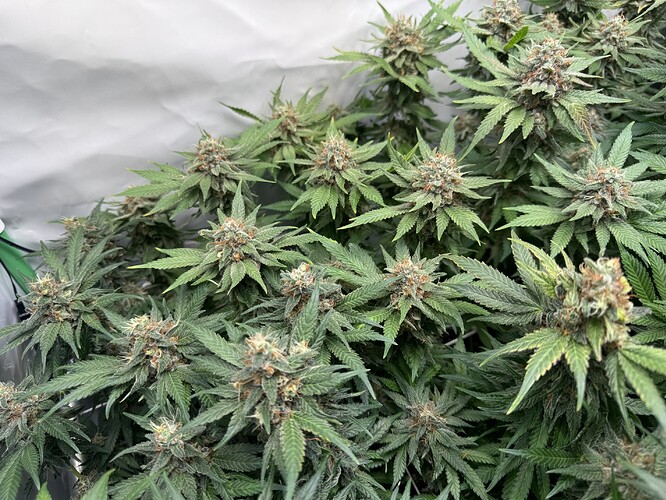 Growreport Bild 5