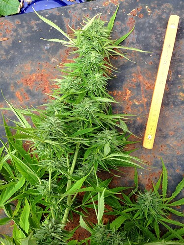 Grow25_1017b_3