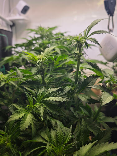 Growreport Bild 28