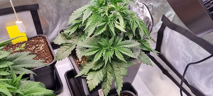 Growreport Bild 26