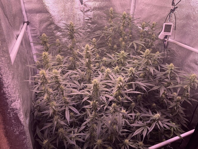 Growreport Bild 1