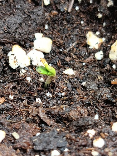 Growreport Bild 10