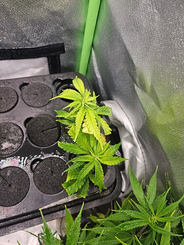 Growreport Bild 31