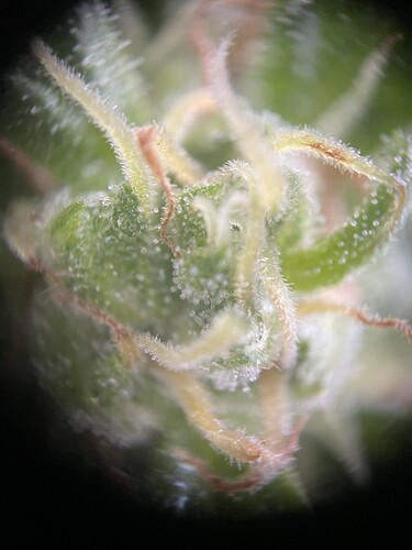 Growreport Bild 6
