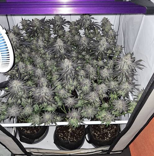 Growreport Bild 38