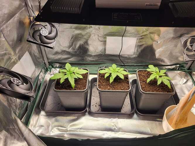 Growreport Bild 20