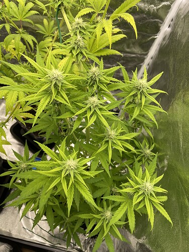 Growreport Bild 7