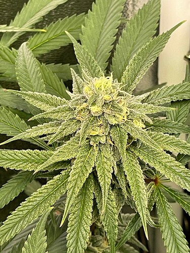 Growreport Bild 19