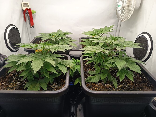 Growreport Bild 4