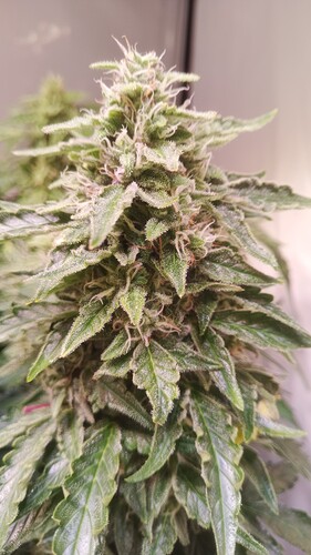 Growreport Bild 9