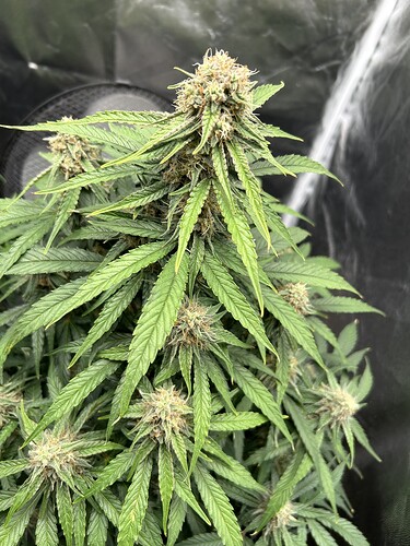 Growreport Bild 4