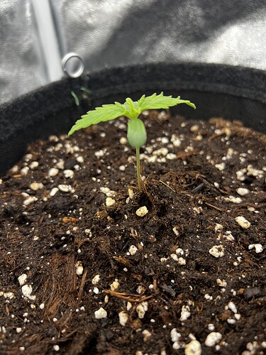 Growreport Bild 4