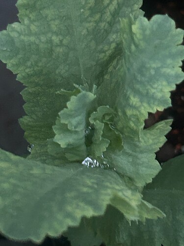 Growreport Bild 38