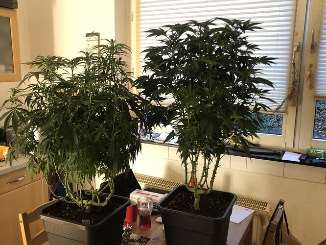 Growreport Bild 24