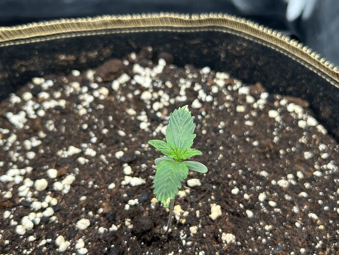 Growreport Bild 5