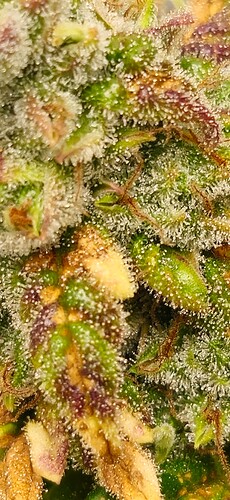 Growreport Bild 12
