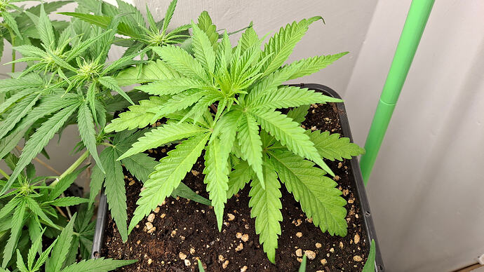 Growreport Bild 226