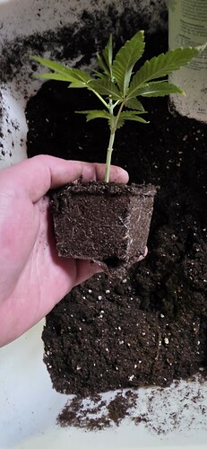 Growreport Bild 19