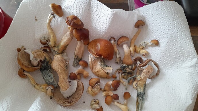 Growreport Bild 3