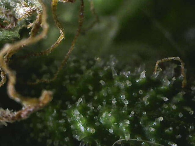 Growreport Bild 38