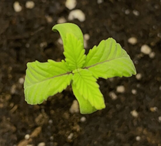 Growreport Bild 4