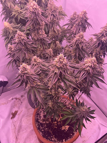 Growreport Bild 2