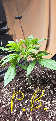 Growreport Bild 33