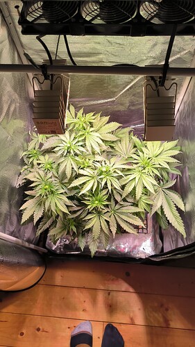 Growreport Bild 7