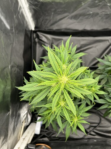 Growreport Bild 4