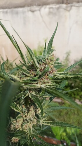 Growreport Bild 6