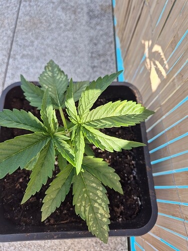 17160481539293562287604832424009