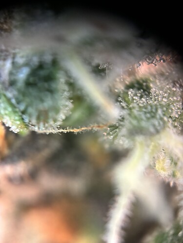 Growreport Bild 6