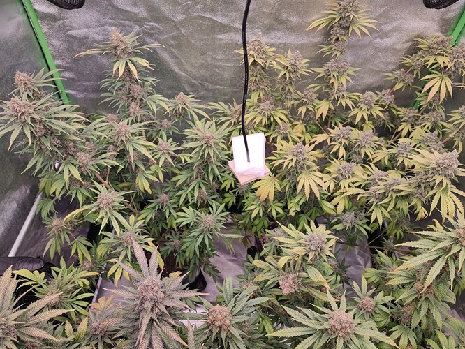 Growreport Bild 13