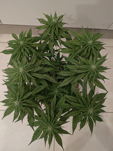 Growreport Bild 12