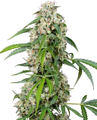 Growreport Bild 1