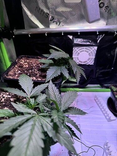 Growreport Bild 1
