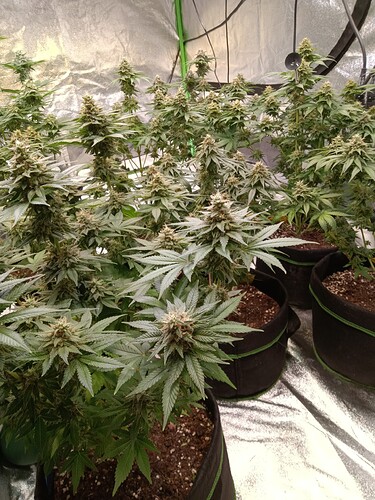 Growreport Bild 2