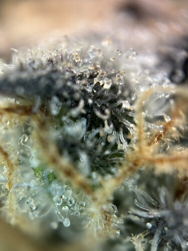 Growreport Bild 15