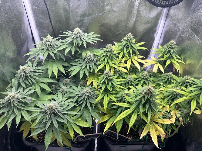 Growreport Bild 33
