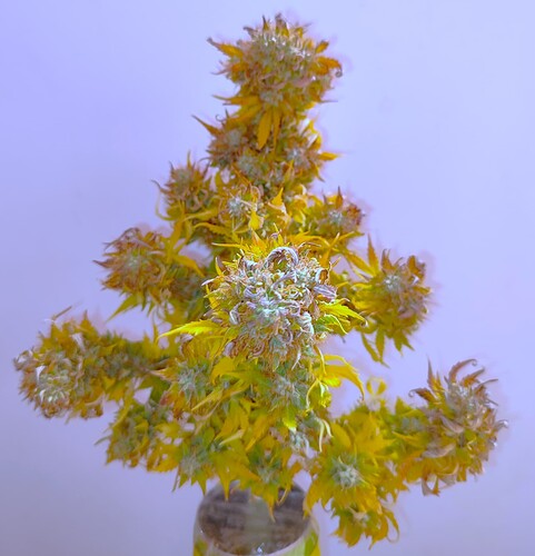 Growreport Bild 59
