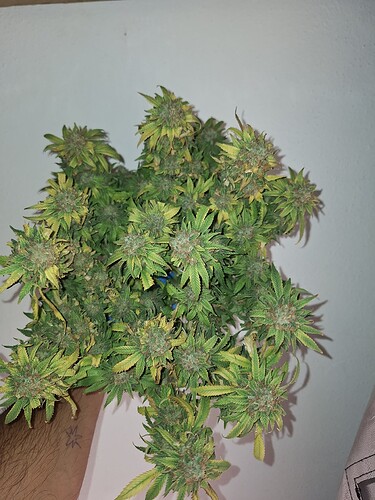 Growreport Bild 3