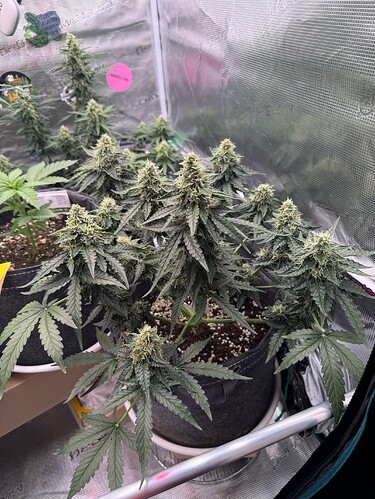 Growreport Bild 5