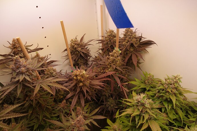 Growreport Bild 4